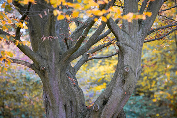 Herbstliche Impressionen aus der Natur - 702240313