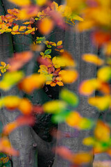 Herbstliche Impressionen aus der Natur - 702240377