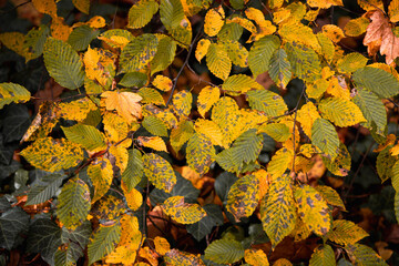 Herbstliche Impressionen aus der Natur - 702240560