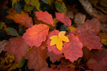 Herbstliche Impressionen aus der Natur - 702240564