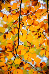 Herbstliche Impressionen aus der Natur - 702240749