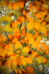 Herbstliche Impressionen aus der Natur - 702240924