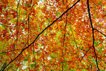 Herbstliche Impressionen aus der Natur - 702241154