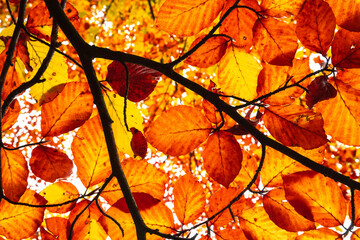 Herbstliche Impressionen aus der Natur - 702241179
