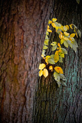 Herbstliche Impressionen aus der Natur - 702241313