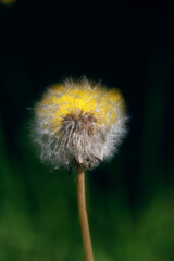 Macro photograph of the "dandelion" plant. Asturias.
