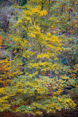 Herbstliche Impressionen aus der Natur - 702241537