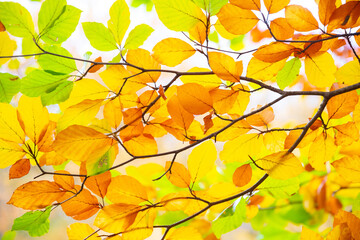 Herbstliche Impressionen aus der Natur