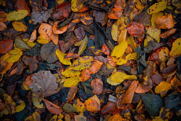 Herbstliche Impressionen aus der Natur - 702242153