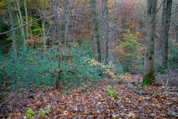 Herbstwald - 702242703