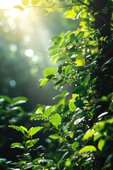 Obraz premium Background of green greenery in sunlight with sun rays