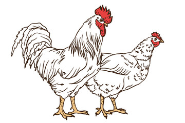white chicken and cock. Set of chicken and rooster. Decorative bird hen engrave doodle style. Farm animal logo. Vector illustration of a poultry for farming products package, book illustration, poster