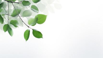 A single branch with vibrant green leaves against a pure white background, symbolizing growth and freshness.