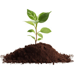 plant in soil