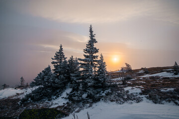 colorful sunset in the mountains with Christmas trees in the snow