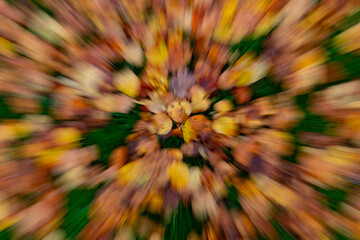 Herbstlaub abstrakt fotografiert - 702245518