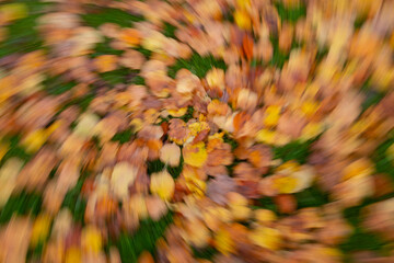 Herbstlaub abstrakt fotografiert - 702245540