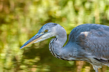 Heron