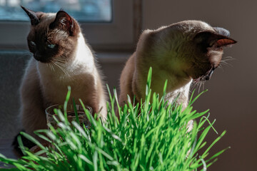two siamese cats siblings eating fresh green grass indoors under sunshine in house, having glass of...