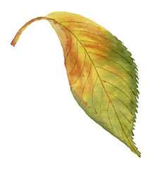 Hand Painted Watercolor Autumn Leaf