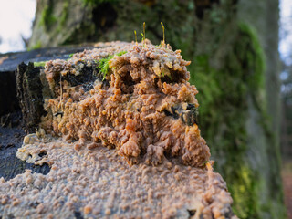 Waldansichten im Dezember, Marburg