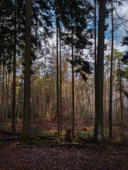 Obraz premium Waldansichten im Dezember, Marburg