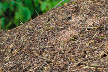 Close up on large anthill