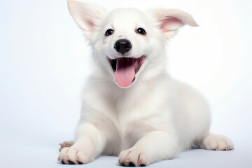 Joyful Pup: A Fluffy White Dog's Delightful Portrait