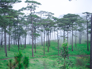 The green grassland in the misty pine forest, natural
