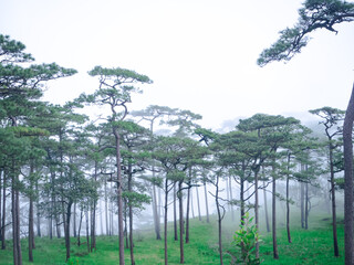 The green grassland in the misty pine forest, natural