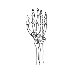 Skeleton of a human hand. Mystic. Doodle. Vector illustration. Hand drawn. Outline.