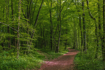 Natur in Farbe, Frühlingswald, sattes grün mit Waldweg Laub