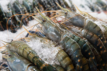 The fresh prawns on ice at the food market