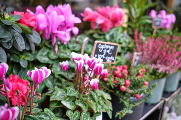 Pots with cyclamen and other flowers are on display with a price tag in euros