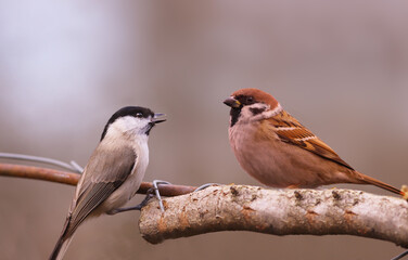 The little black-headed one is afraid of the sparrow.....