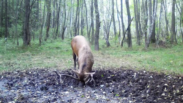 Red deer in a trail camera. A deer with antlers during the rut, roars and paints itself with mud.