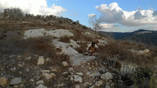 Malinois Dog Run after wood on rocky Hill and Pine forest, Aerial