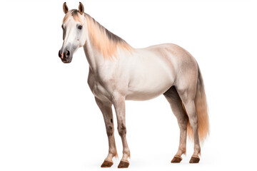 Elegant beige horse on a transparent background, png file