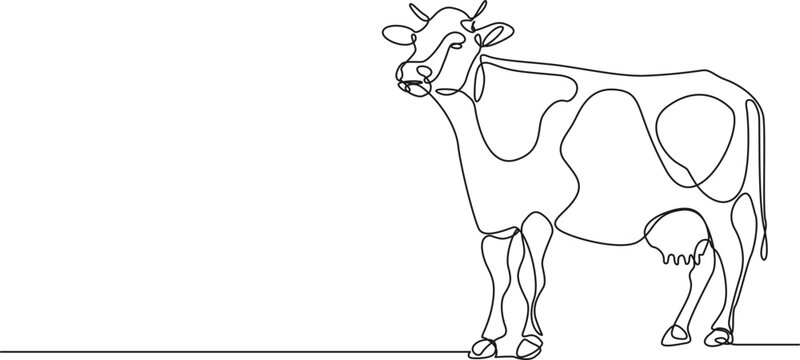 continuous single line drawing of a dairy cow, line art vector illustration