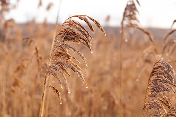 Wet water cane close up, copy space natural background