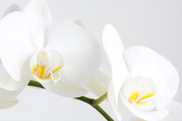 Naklejka na ściany i meble Macro photography of petals of a blooming orchid phalaenopsis isolated on white background.