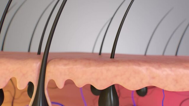 4K-3d rendering of Close-up of hair follicle