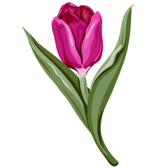 Tulip for greeting cards and prints, flat hand drawn vector illustration isolated on white. Label or sticker design element, image for clothing print.