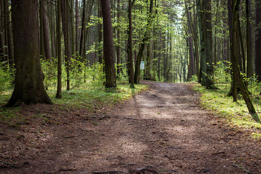 Wide trampled path in an empty forest park