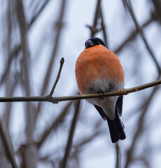 Bullfinch, male