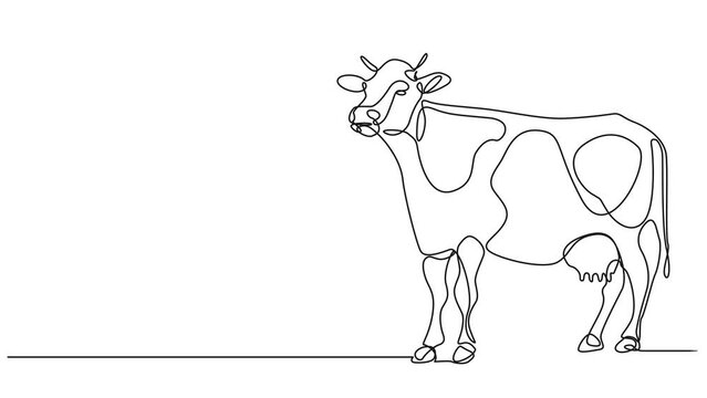 animated continuous single line drawing of a dairy cow, line art animation