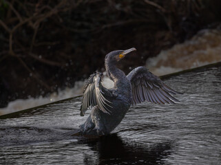 Common cormorant, phalacrocorax carbo
