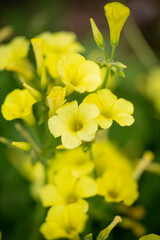 fleur jaune des champs en été 