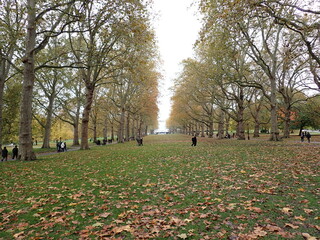 parque en otoño lleno de hojas