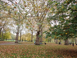Parque en otoño con hojas